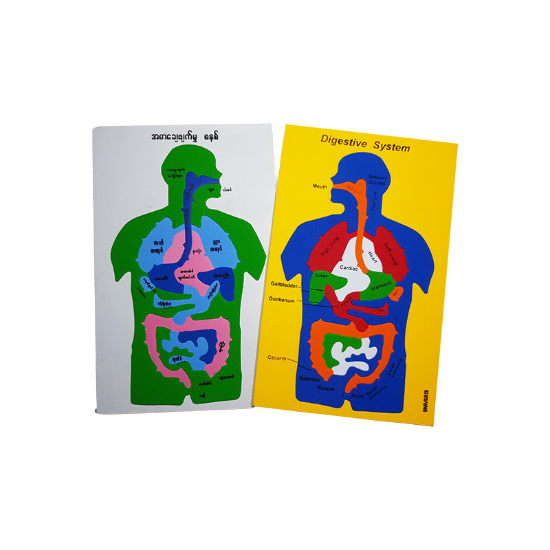 Universe Anatomy Maths (IQ Set)